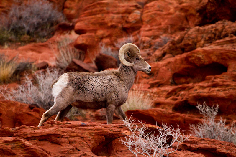 Bighorn On Slickrock